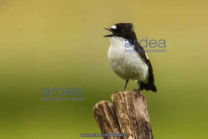 : European Pied Flycatcher - male perched on a : European Pied Flycatcher - male perched on a