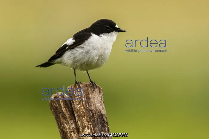 : European Pied Flycatcher - male perched on a : European Pied Flycatcher - male perched on a