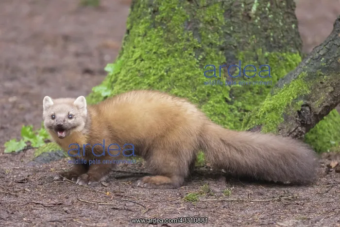 : European Pine Marten - adult marten - Germany : European Pine Marten - adult marten - Germany