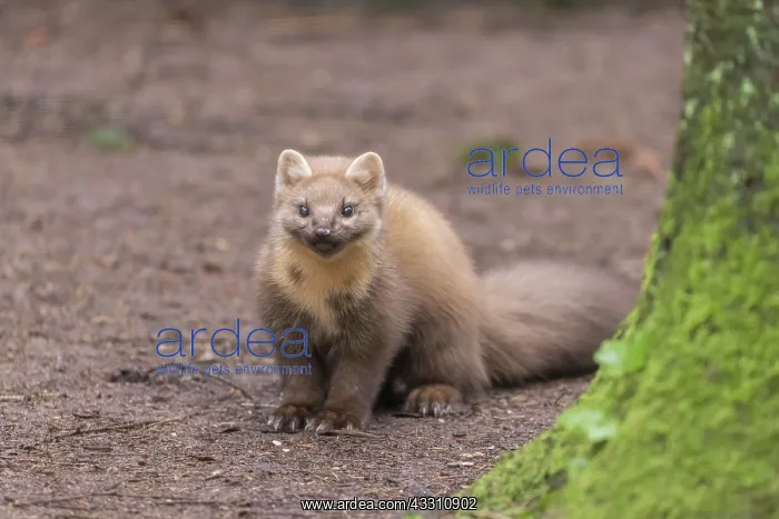 : European Pine Marten - adult marten - Germany : European Pine Marten - adult marten - Germany