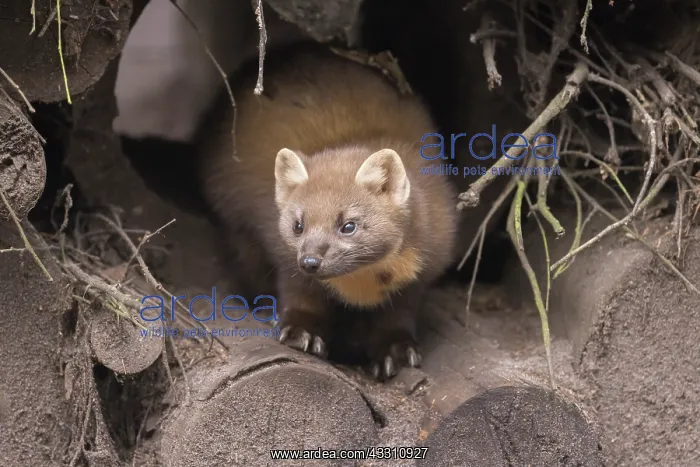: European Pine Marten - adult marten - Germany : European Pine Marten - adult marten - Germany