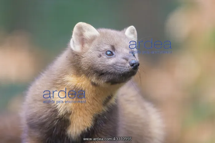 : European Pine Marten - adult marten portrait - Germany : European Pine Marten - adult marten portrait - Germany