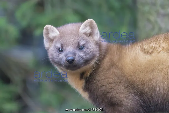 : European Pine Marten - adult marten portrait - Germany : European Pine Marten - adult marten portrait - Germany