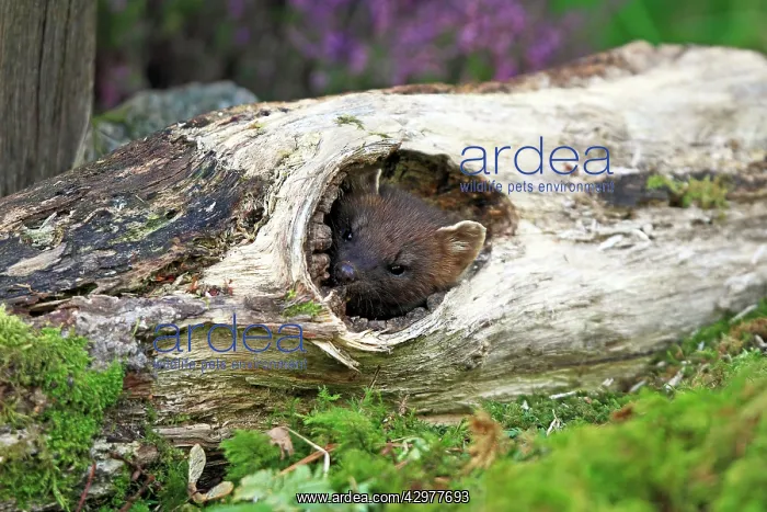 : European Pine Marten - appearing from hole in old log : European Pine Marten - appearing from hole in old log