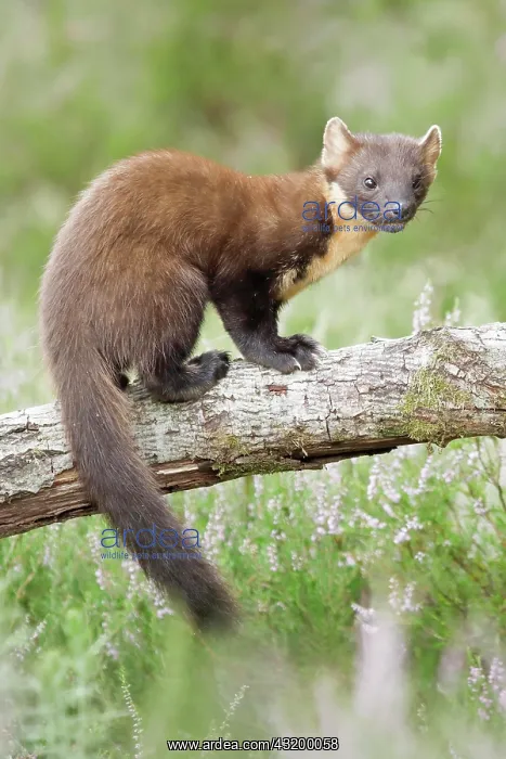 : European pine marten (Martes martes) : European pine marten (Martes martes)