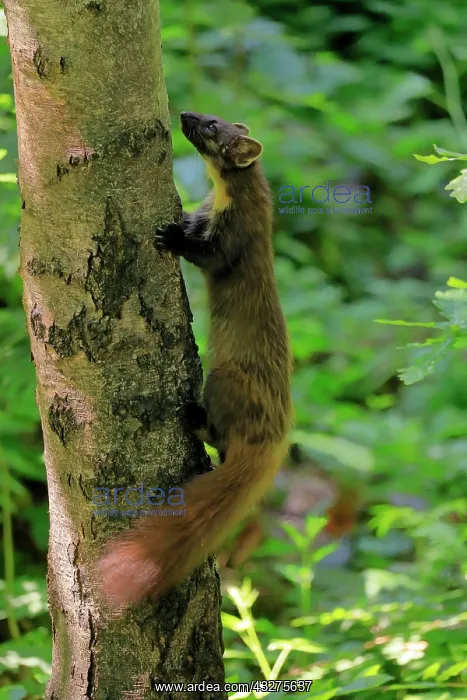 : European pine marten (Martes martes), adult, climbing : European pine marten (Martes martes), adult, climbing