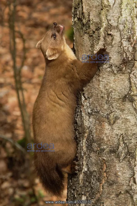  : European pine marten (Martes martes)