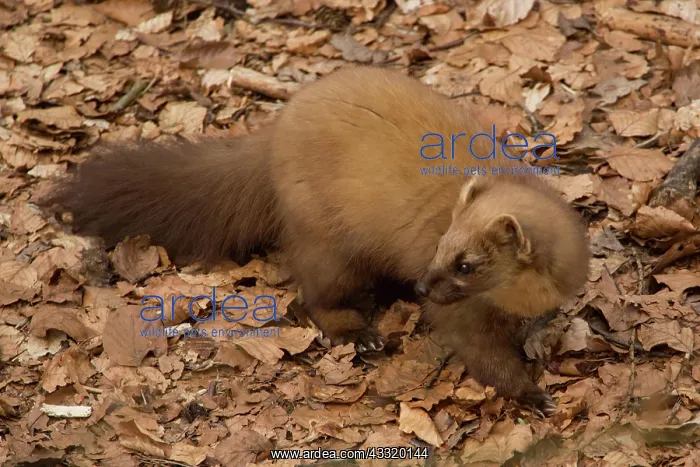 : European pine marten (Martes martes) : European pine marten (Martes martes)