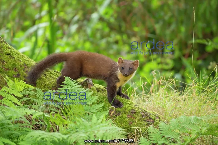 : European pine marten (Martes martes) adult on a : European pine marten (Martes martes) adult on a