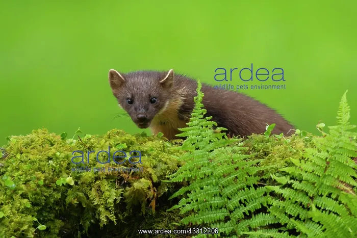 : European pine marten (Martes martes) adult on a : European pine marten (Martes martes) adult on a