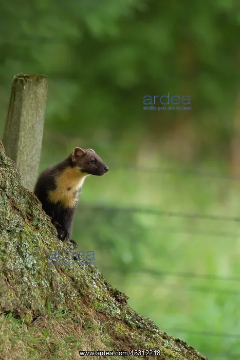 : European pine marten (Martes martes) adult on a : European pine marten (Martes martes) adult on a