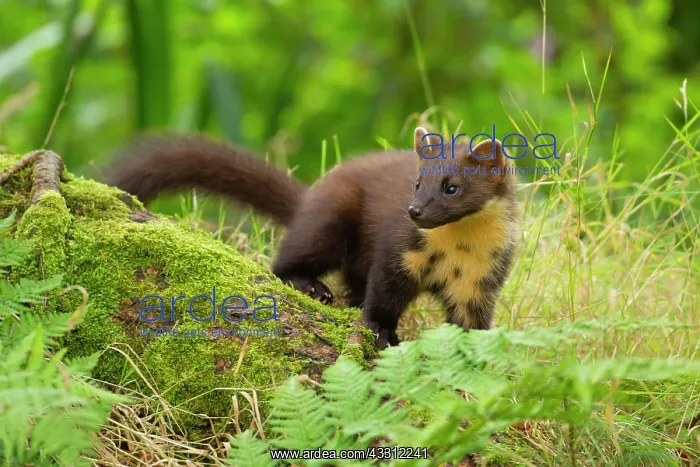 : European pine marten (Martes martes) adult on a : European pine marten (Martes martes) adult on a