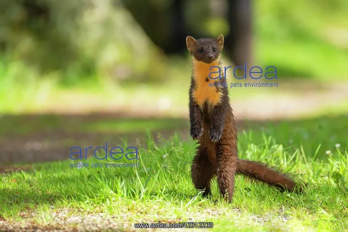: European pine marten (Martes martes) adult standing : European pine marten (Martes martes) adult standing