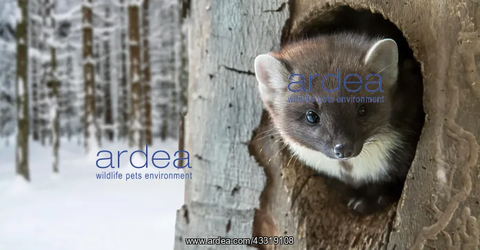 : European pine marten (Martes martes) hatching in : European pine marten (Martes martes) hatching in