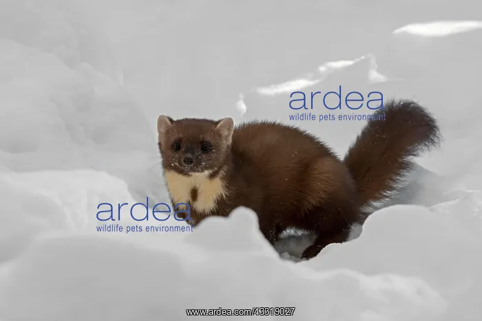 : European pine marten (Martes martes) hunting in : European pine marten (Martes martes) hunting in