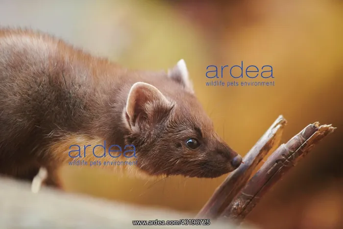 : European pine marten (Martes martes), portrait : European pine marten (Martes martes), portrait