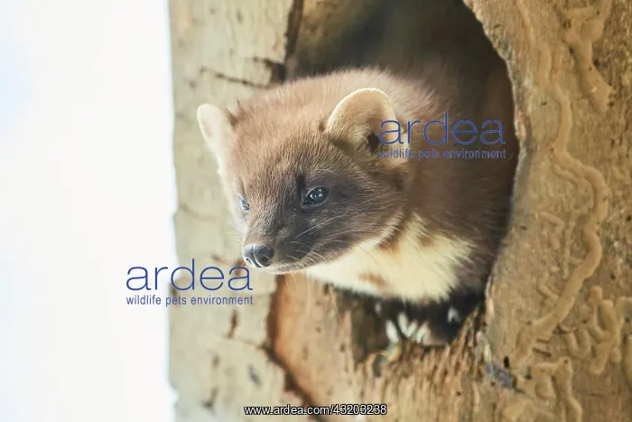 : European pine marten (Martes martes) portrait, National : European pine marten (Martes martes) portrait, National