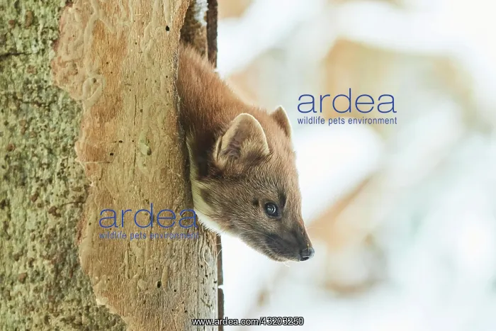: European pine marten (Martes martes) portrait, National : European pine marten (Martes martes) portrait, National