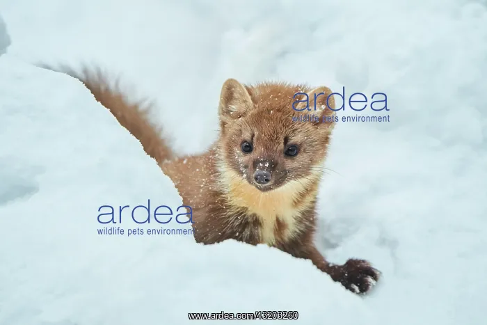: European pine marten (Martes martes) in the snow : European pine marten (Martes martes) in the snow