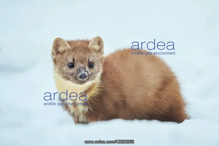 : European pine marten (Martes martes) in the snow : European pine marten (Martes martes) in the snow