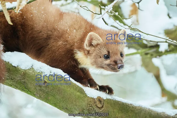 : European pine marten (Martes martes) in the snow : European pine marten (Martes martes) in the snow