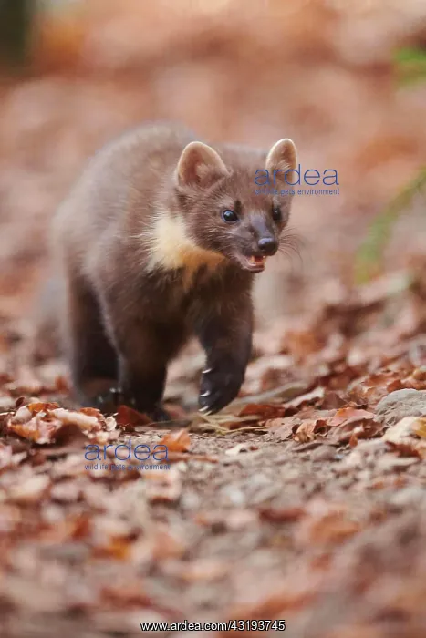 : European pine marten (Martes martes) walking on : European pine marten (Martes martes) walking on