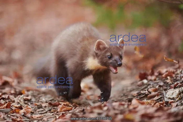 : European pine marten (Martes martes) walking on : European pine marten (Martes martes) walking on