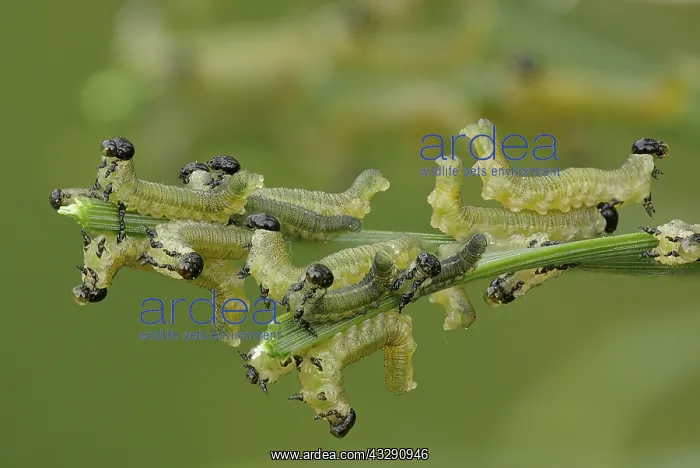  : European Pine Sawflies (Neodiprion sertifer) fe