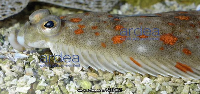 : European Plaice : European Plaice