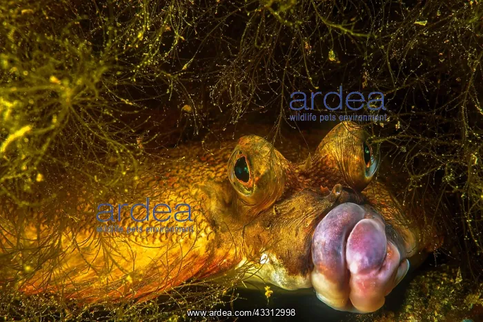 : European plaice (Pleuronectes platessa), resting : European plaice (Pleuronectes platessa), resting