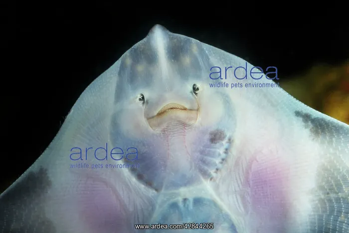  : European Plaice - swimming
