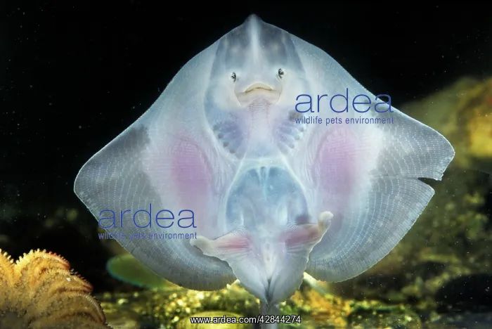  : European Plaice - swimming