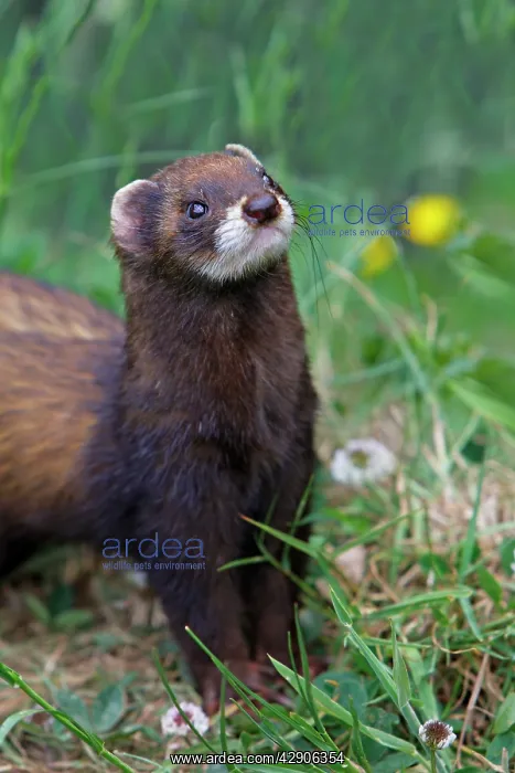 : European Polecat : European Polecat