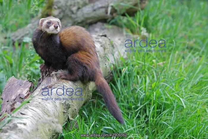 : European Polecat : European Polecat