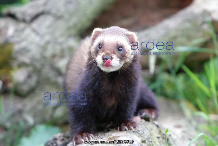 : European Polecat : European Polecat