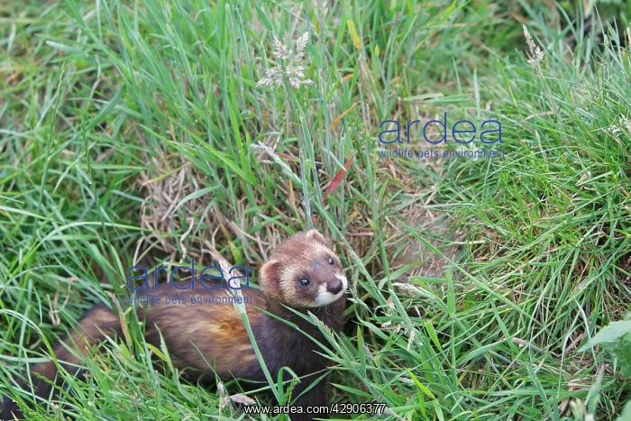 : European Polecat : European Polecat