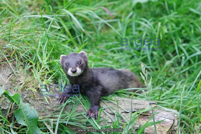 : European Polecat : European Polecat