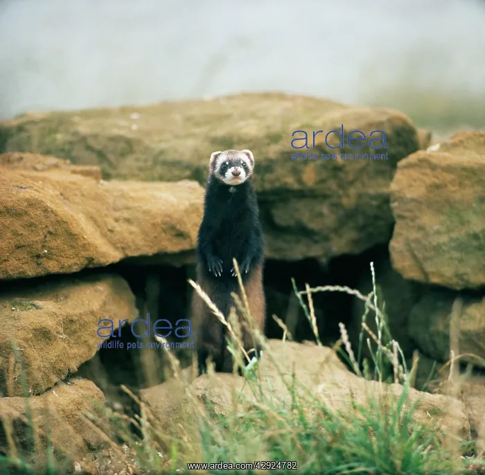 : European Polecat