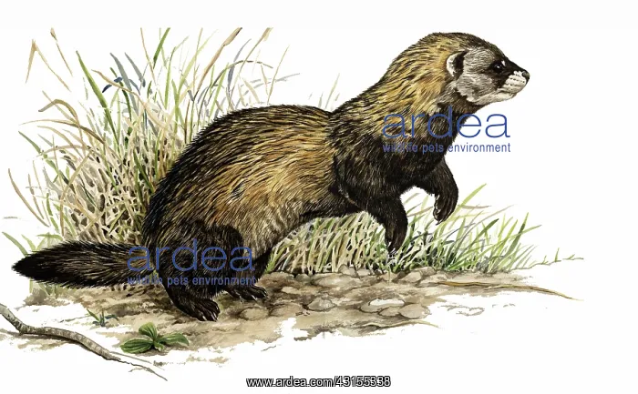 : European Polecat : European Polecat