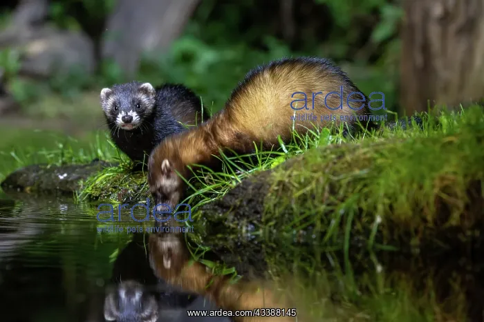 : EUROPEAN POLECAT : EUROPEAN POLECAT