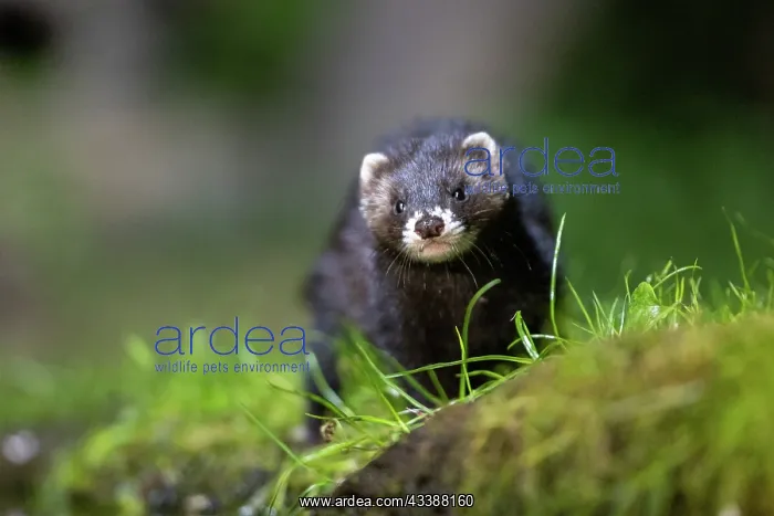 : EUROPEAN POLECAT : EUROPEAN POLECAT