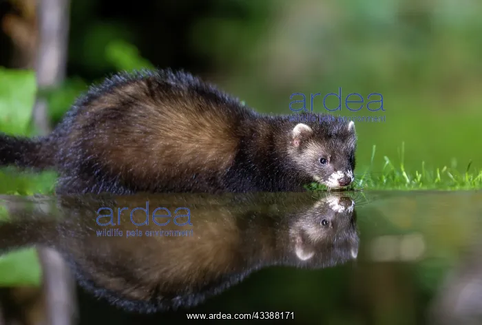 : EUROPEAN POLECAT : EUROPEAN POLECAT