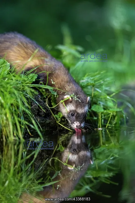 : EUROPEAN POLECAT : EUROPEAN POLECAT