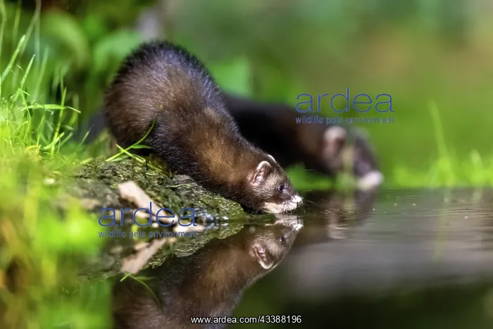 : EUROPEAN POLECAT : EUROPEAN POLECAT