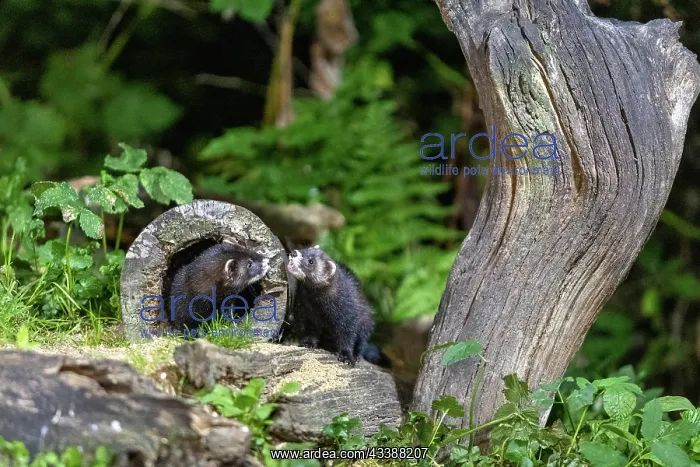 : EUROPEAN POLECAT : EUROPEAN POLECAT