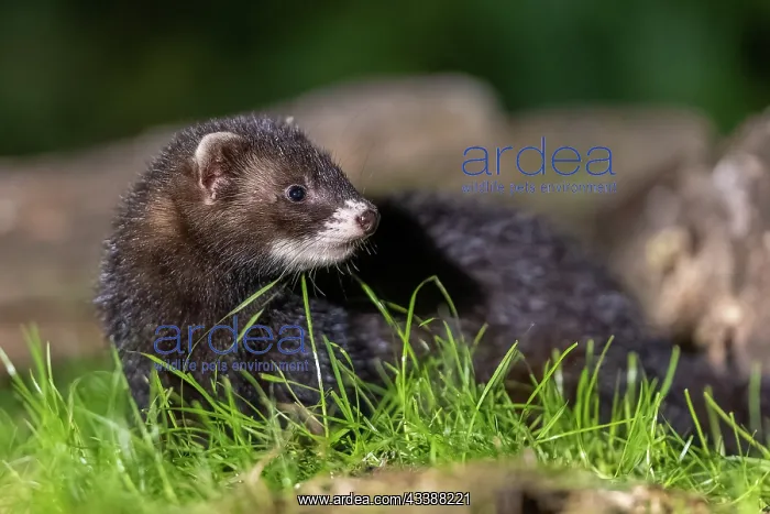: EUROPEAN POLECAT : EUROPEAN POLECAT