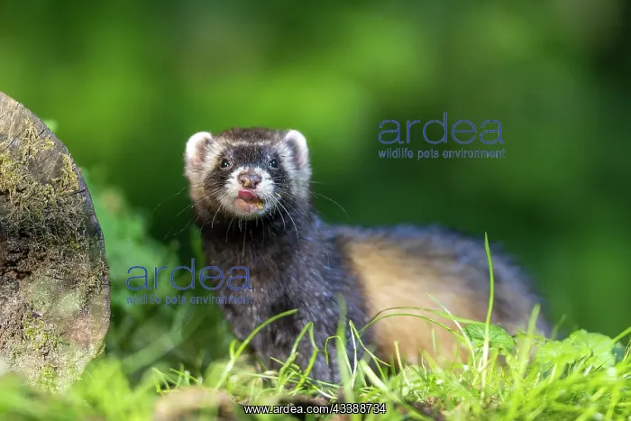 : EUROPEAN POLECAT : EUROPEAN POLECAT