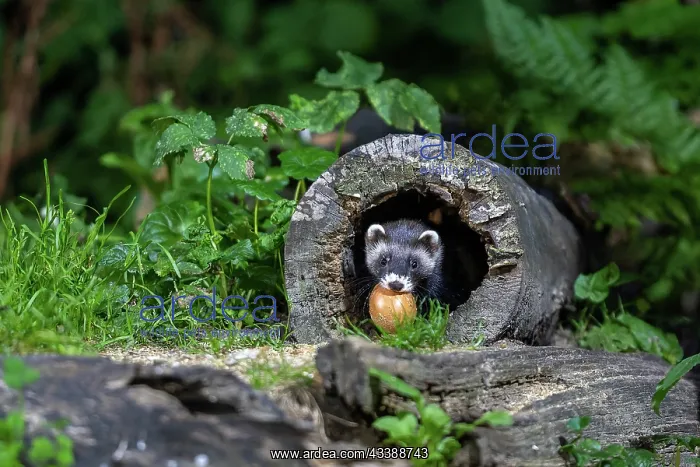 : EUROPEAN POLECAT : EUROPEAN POLECAT
