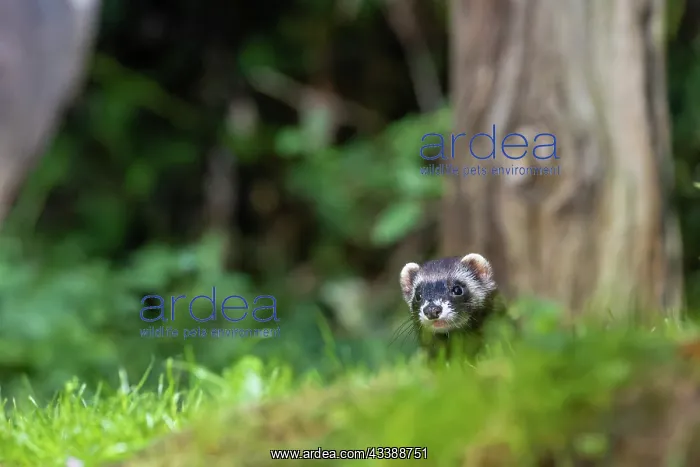 : EUROPEAN POLECAT : EUROPEAN POLECAT