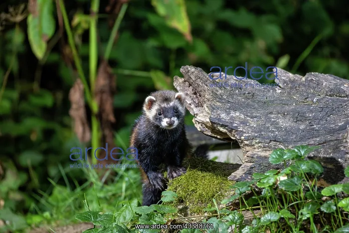 : EUROPEAN POLECAT : EUROPEAN POLECAT